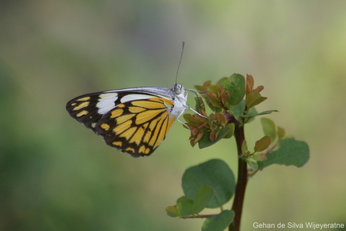 Belenois aurota Fabricius, 1793